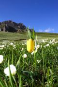 Fritillaria tubaeformis subsp. moggridgei